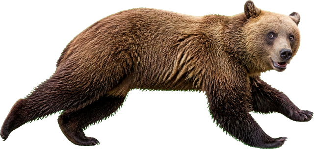 Bear
